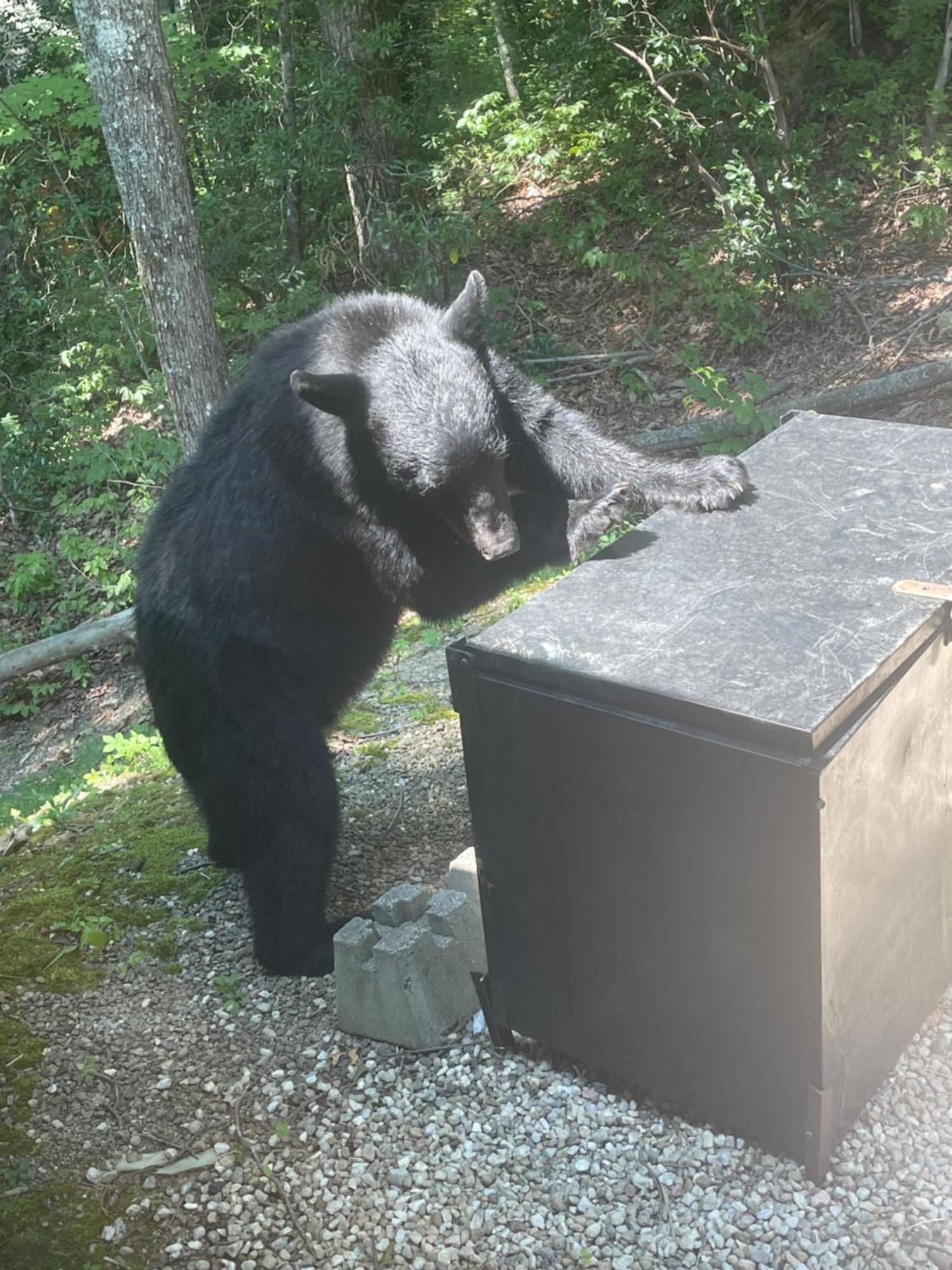 Bears Among Us Villa Gatlinburg Exterior photo