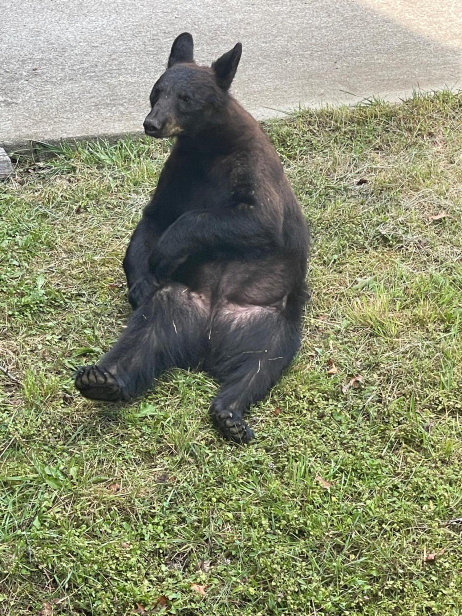 Bears Among Us Villa Gatlinburg Exterior photo