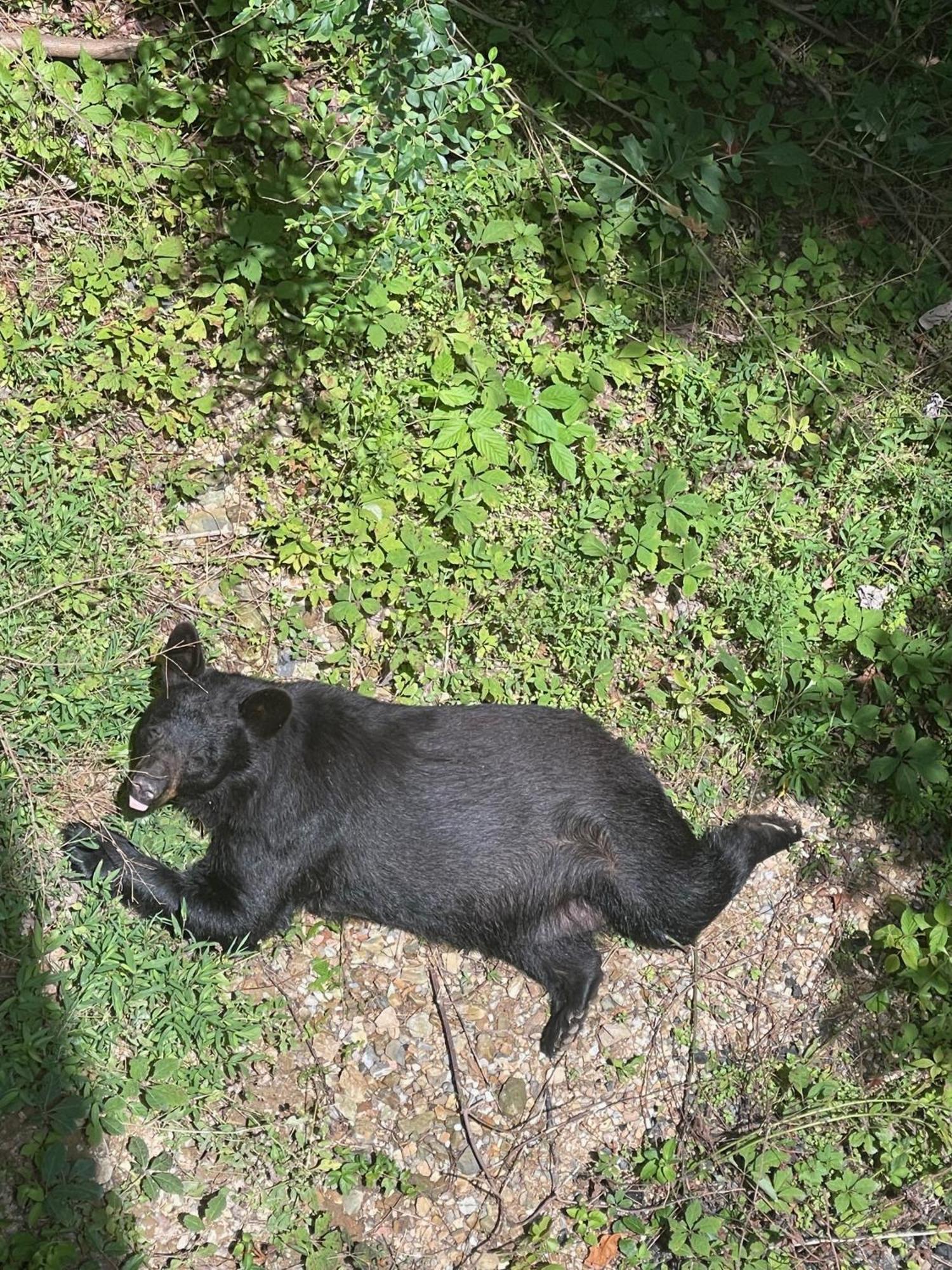 Bears Among Us Villa Gatlinburg Exterior photo